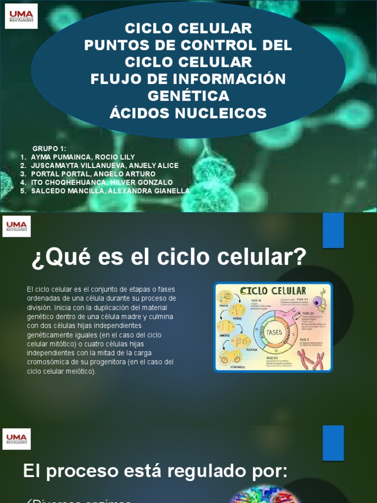 Ciclo Celular: Fases y Puntos de Control | PDF | Mitosis | Adn