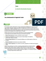 Actividad Sistema Oseo