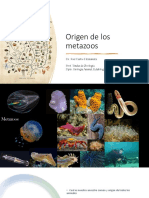 Origen de Los Metazoos: Dr. José Carlos Hernández Prof. Titular de Zoología Dpto. Biología Animal, Edafología y Geología