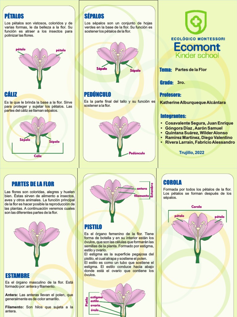 Pétalos Sépalos: Tema | PDF | Flores | Pétalo