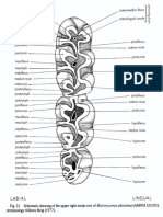 Partes Linea Molar Superior