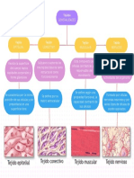 Mapa Conceptual Sobre Los Tejidos HISTOLOGIA