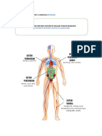 Perkaitan Antara Sistem Di Dalam Tubuh Manusia: Nota Sains Tahun 5 Unit 2: Manusia