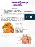 Anatomía Del Gusto