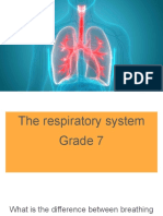 The Respiratory System Grade 7