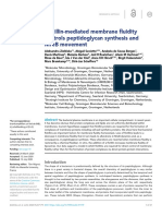 Flotillin-Mediated Membrane Fluidity Controls Peptidoglycan Synthesis and Mreb Movement