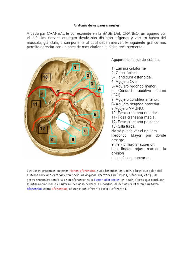 Anatomía de Los Pares Craneales | PDF | Nervio | Cráneo