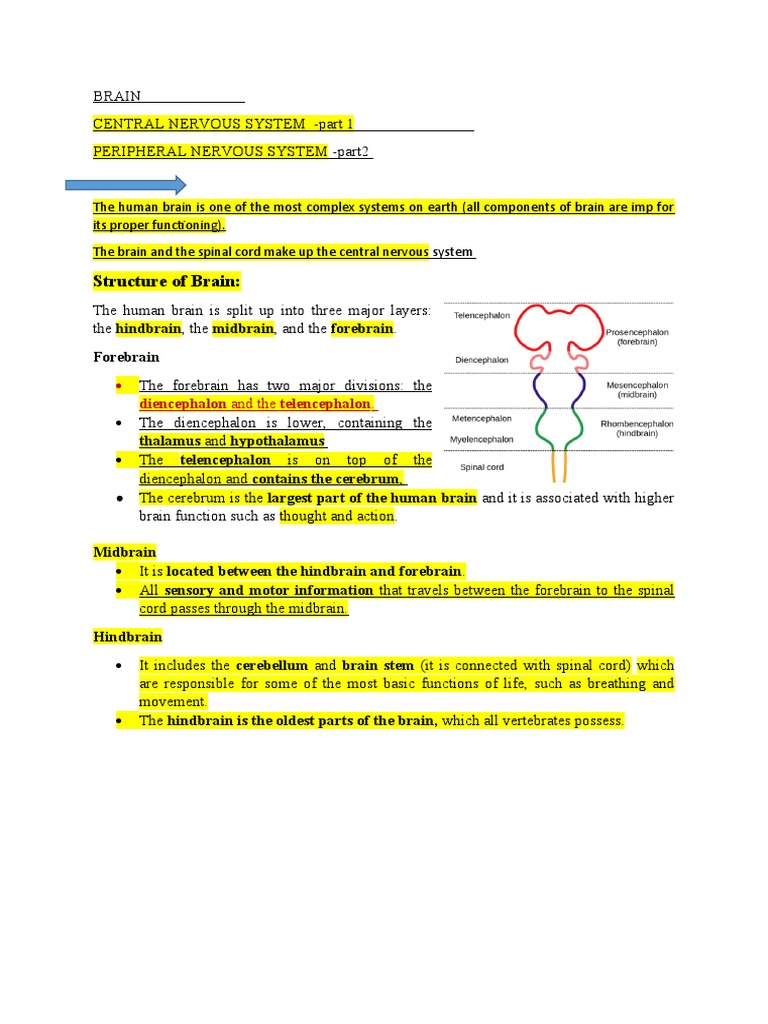 Structure of Brain Nervous System-20-04-2020 | PDF | Neuron | Central ...