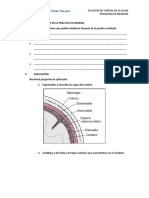 Guia Practica de Histologia Sem 11 - Guia 11 B