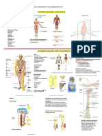 Generalidades de La Anatomia Humana Y El Esqueleto (1° Parcial)
