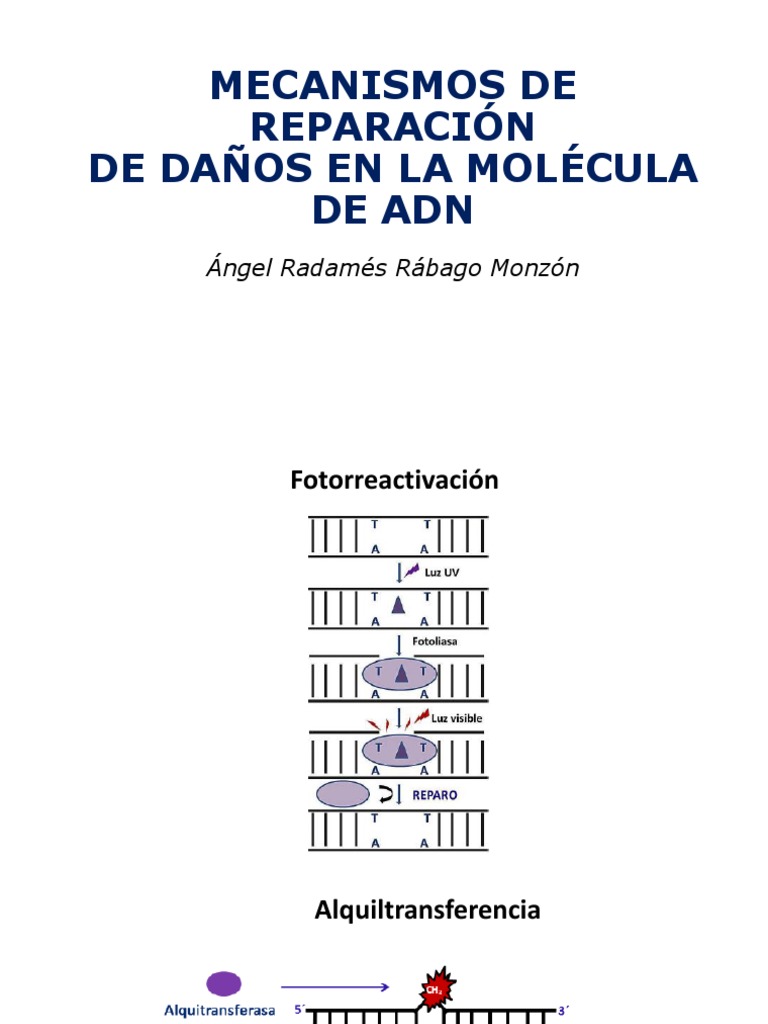 Mecanismos de Reparación de Daños en La Molécula de Adn: Ángel Radamés ...