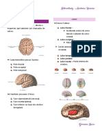 Anatomia do Cérebro em