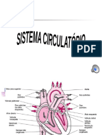 Sistema vascular sanguíneo e circulação