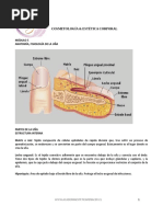 Anatomía de La Uña y Sus Partes | PDF | Clavo (anatomía) | Sistema ...