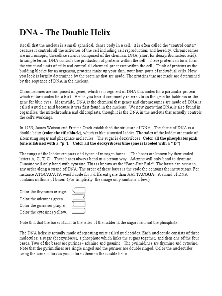 DNA and RNA Structure Notes PDF Dna Nucleotides
