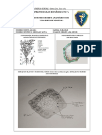 Protocolo Botánico N.º 1: Estudio Morfo Anatómico de Una Especie Vegetal