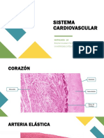 Ficha de Histología - Sistema Cardiovascular y Aparato Digestivo 1