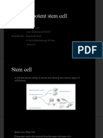 Pluripotent Stem Cell