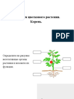 Строение растений - Корень