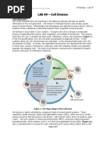 LAB 09 Cell Division