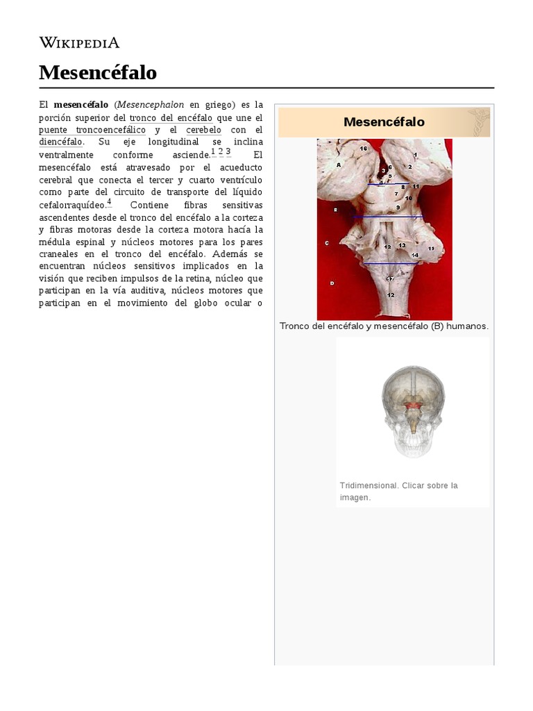 Mesencéfalo | PDF | Cerebro | Anatomía