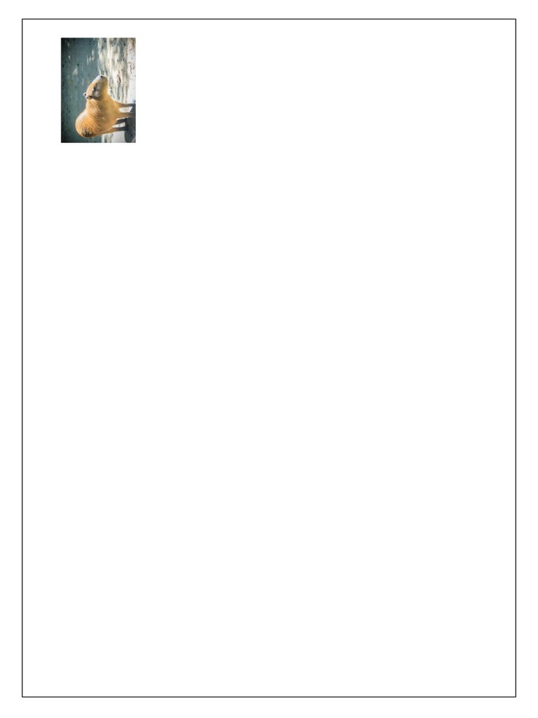 Capybara | PDF