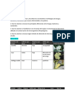 Nombre Del Hongo Cultivos Que Ataca Órganos Que Ataca Daños Que Causa Dibujo y Color Del Cuerpo Fructífero