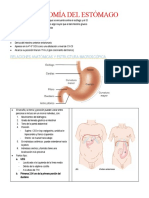 Anatomía Del Estómago