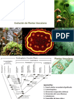 Clase 10 Evolución Plantas Vasculares