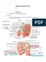 Reparos Anatómicos de Miembro Superior