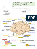 Corteza Cerebral: Citoarquitectura y Organización de Las Funciones Sensitivas y Sensoriales