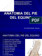 Anatomia Del Pie Del Equinopower