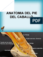 Anatomia Del Pie Del Caballo