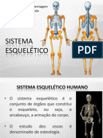 Aula 2 - Sistema Esquelético