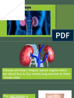 The Kidneys GRADE 4