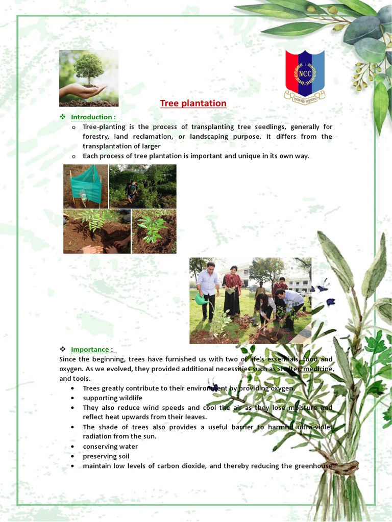 Tree Planting Project PDF Trees Plants