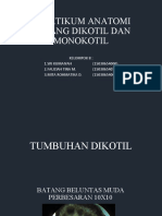 Praktikum Anatomi Batang Dikotil Dan Monokotil