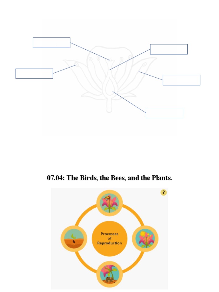 Flower Reproductive System PDF Seed Pollination