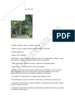 Cordyline Indivisa