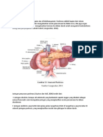 Anatomi dan Fungsi Pankreas