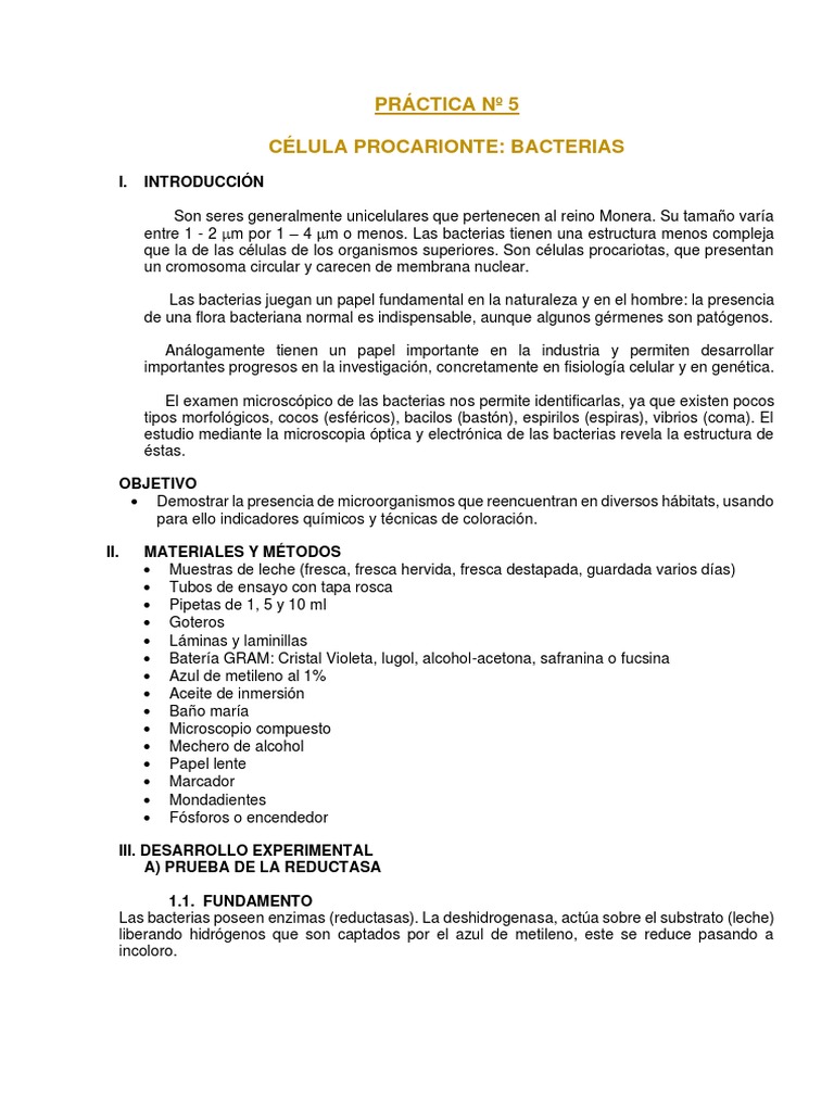 Práctica #1 - Celula Procariota | PDF | Las bacterias | Bacterias Gram ...