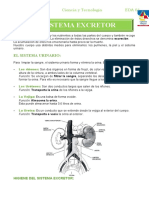 El sistema excretor humano