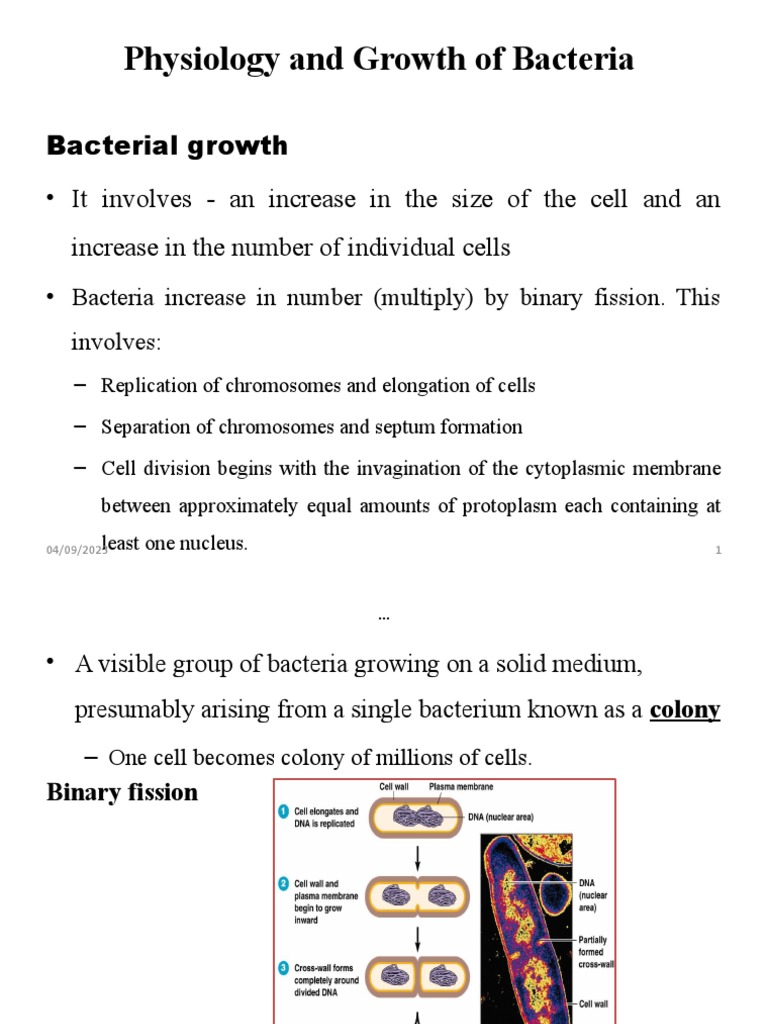 Bacteriology Part 3 PDF Growth Medium Dna