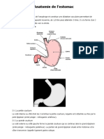 Anatomie de L'estomac: I-Définition