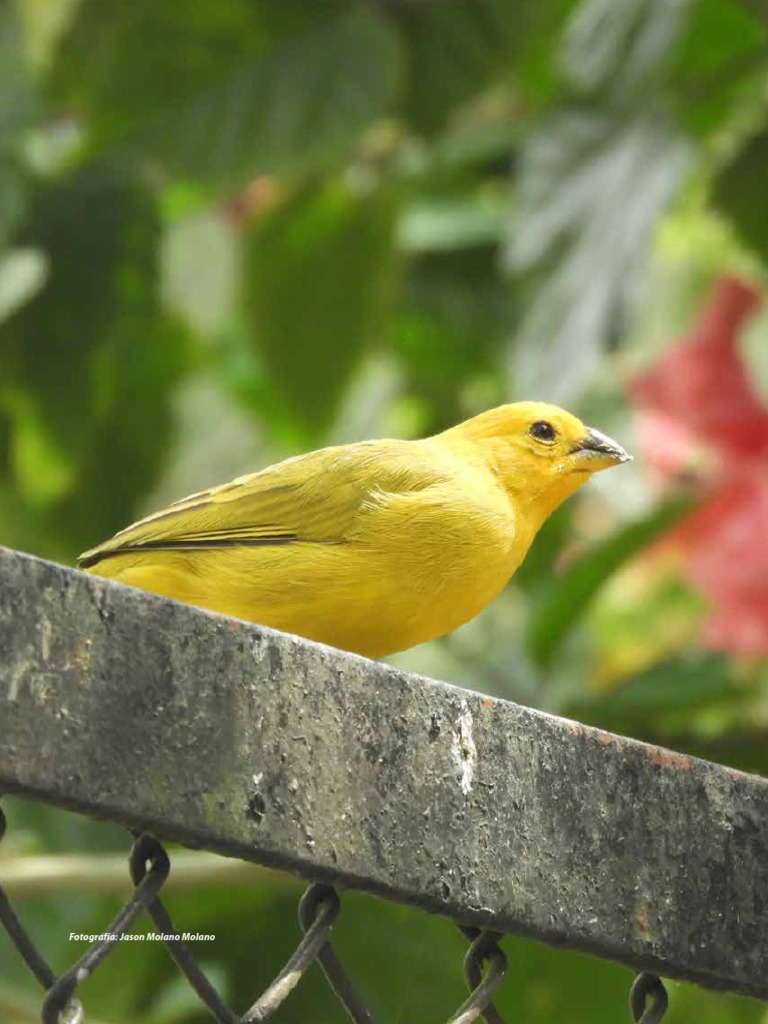 Observacion De Aves En La Escuela Una Estrategia D Pdf Aves Colombia