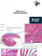 Práctico 11: Sistema Urinario