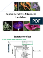 Superasterídeas: Asterídeas Lamiídeas