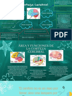 Corteza Cerebral: Lobulo Frontal Lobulo Parental
