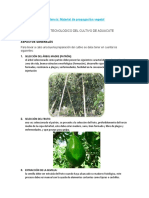Proceso Tecnologico Del Cultivo de Aguacate: Evidencia: Material de Propagación Vegetal