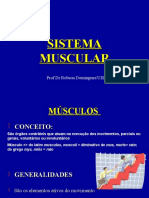 Sistema Muscular